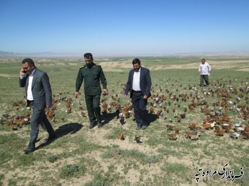 بازدید فرماندار از اجرای طرح مبارزه با ملخ مراکشی