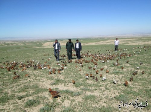 بازدید فرماندار از اجرای طرح مبارزه با ملخ مراکشی