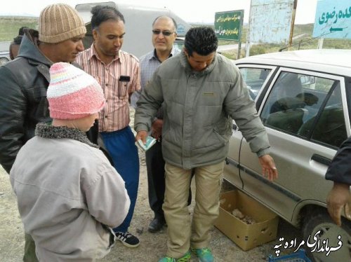 قارچ دنبلان کوهی (truffle) نوبرانه شهرستان مراوه تپه در فصل بهار 