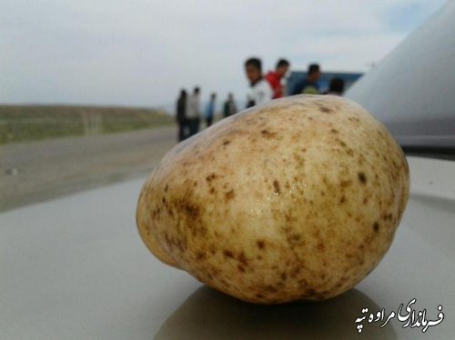 قارچ دنبلان کوهی (truffle) نوبرانه شهرستان مراوه تپه در فصل بهار 