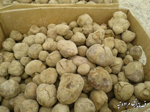 قارچ دنبلان کوهی (truffle) نوبرانه شهرستان مراوه تپه در فصل بهار 