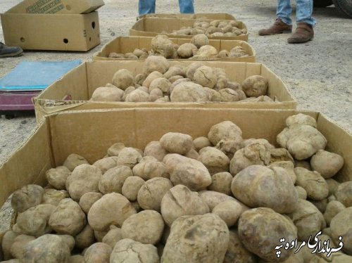 قارچ دنبلان کوهی (truffle) نوبرانه شهرستان مراوه تپه در فصل بهار 