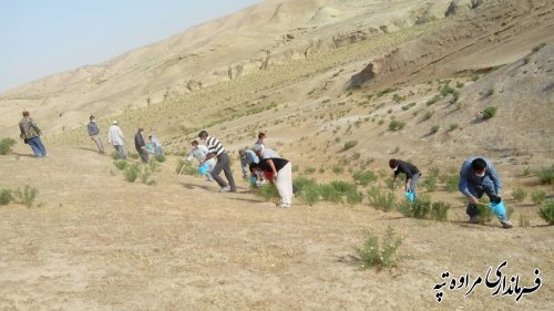 فرماندار مراوه تپه از نحوه اجرای مرحله دوم جونده کشی در راستای پیشگیری از بیماری سالک بازدید کرد.