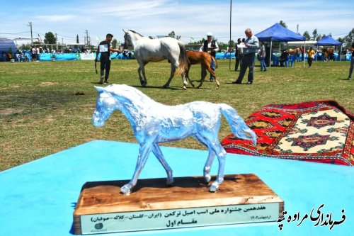 جشنواره ملی زیبایی اسب اصیل ترکمن برگزار شد