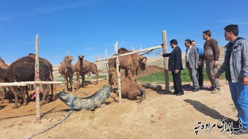 شرایط اقلیمی شهرستان مراوه‌تپه برای پرورش شتر مستعد است 