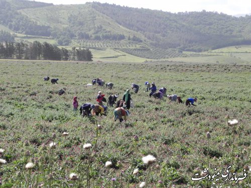 بازدید سر زده فرماندار مینودشت از سازمان تعاون روستایی این شهرستان 