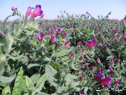 بازدید سر زده فرماندار مینودشت از سازمان تعاون روستایی این شهرستان 