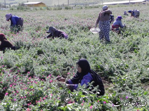 بازدید سر زده فرماندار مینودشت از سازمان تعاون روستایی این شهرستان 