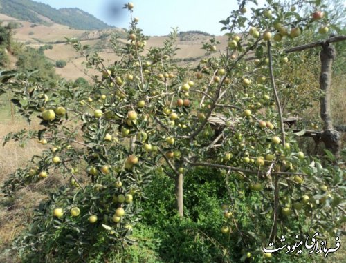 برگزاری جلسه تبدیل اراضی شیبدار به باغات مثمر