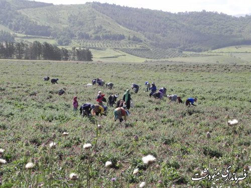 بازدید فرماندار مینودشت از شهرک گیاهان دارویی این شهرستان 