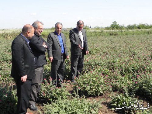 بازدید فرماندار مینودشت از شهرک گیاهان دارویی این شهرستان 