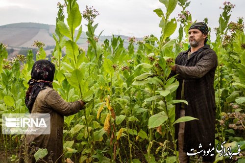 فرماندار: زراعت توتون ۶ هزار شغل پایدار در مینودشت ایجاد کرد