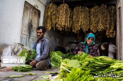 فرماندار: زراعت توتون ۶ هزار شغل پایدار در مینودشت ایجاد کرد