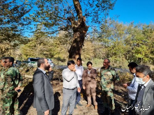 دستور ویژه استاندار گلستان درخصوص قلع و قمع درختان انجیلی، یادگار زمین از عصر یخبندان