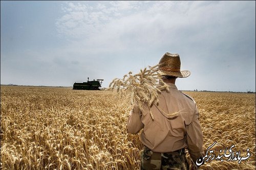 گزارشی اجمالی از میزان برداشت گندم، جو، کلزا در شهرستان ترکمن