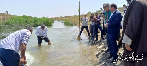 جشنواره رها سازی بچه ماهیان استخوانی و خاویاری دریای خزر