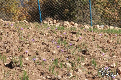 کشت گیاهان دارویی در اولویت روستاهای شهرستان گرگان قرار می گیرد