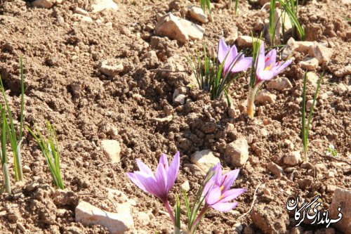 کشت گیاهان دارویی در اولویت روستاهای شهرستان گرگان قرار می گیرد