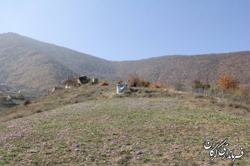 روستای زیارت مستعد کشت زعفران باکیفیت است