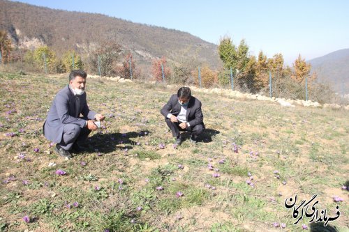 روستای زیارت مستعد کشت زعفران باکیفیت است