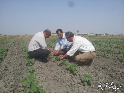 چند خبر کوتاه از مدیریت جهاد کشاورزی شهرستان آق قلا