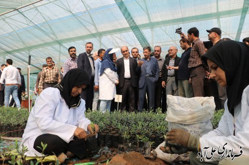 بازدید رییس بنیاد مستضعفان کشور و دکتر حق شناس استاندار از گلخانه تولید نهال زیتون در علی آبادکتول