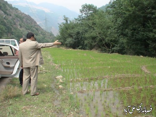 بادید فرماندارعلی آباد کتول ازدهنه زرین گل