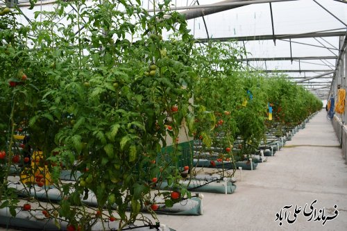 بازدید وزیر جهاد کشاورزی از شهرک گلخانه ای 10 هکتاری درشهرستان علی آباد کتول