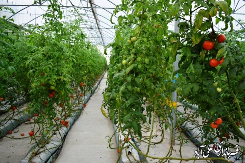 بازدید وزیر جهاد کشاورزی از شهرک گلخانه ای 10 هکتاری درشهرستان علی آباد کتول