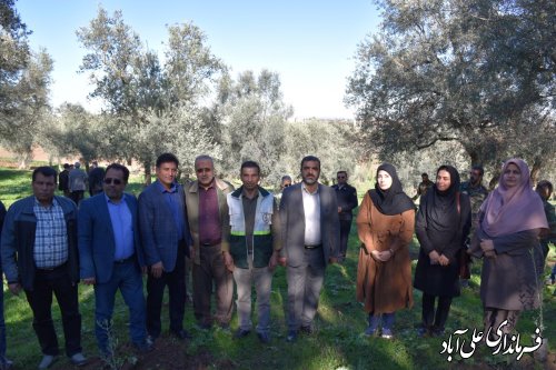 پویش سراسری صبح زیتون به یاد شهدای غزه و فلسطین با حضور فرماندار علی آبادکتول