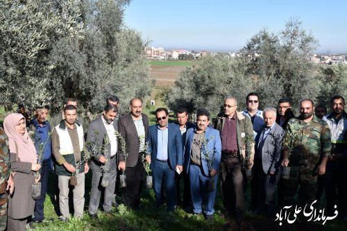 پویش سراسری صبح زیتون به یاد شهدای غزه و فلسطین با حضور فرماندار علی آبادکتول