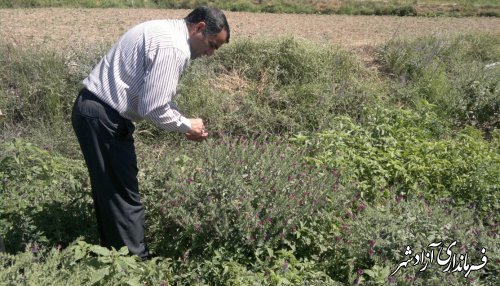 بازدید فرماندار از زمین های کشت گل گاو زبان روستای وامنان