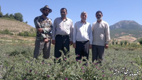 بازدید فرماندار از زمین های کشت گل گاو زبان روستای وامنان