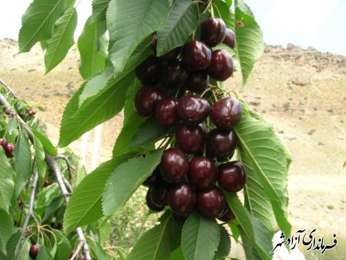 آغاز برداشت آلبالو وگیلاس از باغات شهرستان آزادشهر