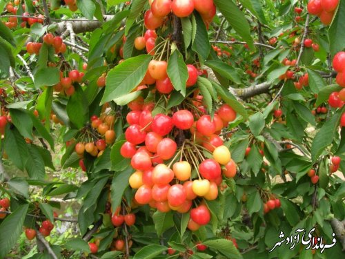 آغاز برداشت آلبالو وگیلاس از باغات شهرستان آزادشهر