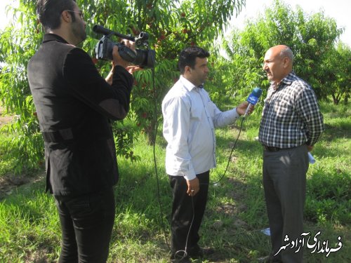 افزایش 20 درصدی تولید هلو در شهرستان آزادشهر