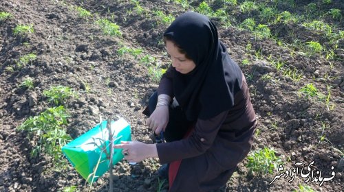 آغاز مبارزه بیولوژیک با آفات مزارع  شهرستان آزادشهر