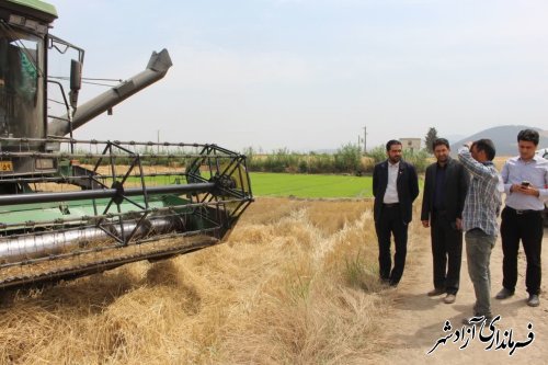 برداشت گندم در سطح ۱۴ هزار هکتار در شهرستان آزادشهر