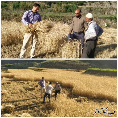 آغاز برداشت جو از مزارع شهرستان آزادشهر