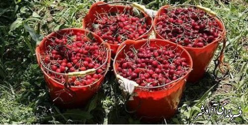 آزادشهر قطب تولید گیلاس در شمال کشور