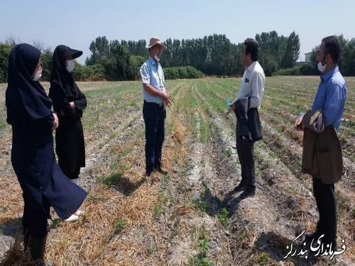 بندرگز از قطب‌های تولید محصولات کشاورزی در گلستان است