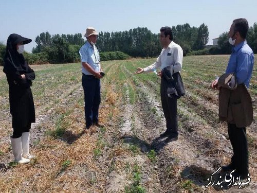 بندرگز از قطب‌های تولید محصولات کشاورزی در گلستان است