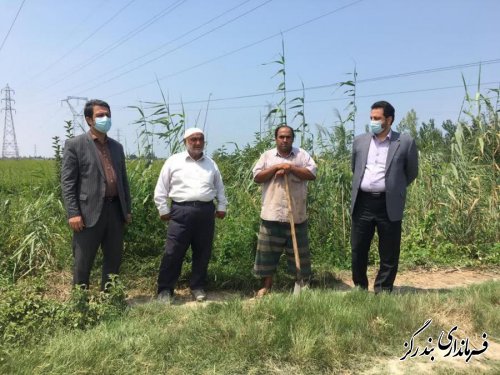 برداشت محصول شالی در بندرگز آغاز شد