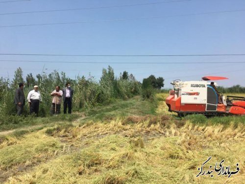 برداشت محصول شالی در بندرگز آغاز شد