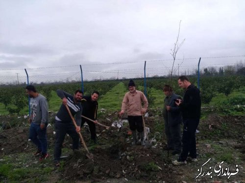 ۱۲۰ اصله نهال در ورودی غربی ترین روستای گلستان کاشته ‌شد