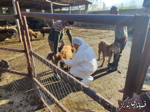 برگزاری رزمایش جهادی تب برفکی شهرستان بندرگز