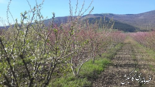 طبیت زیبای حاشیه جاده ای شهرستان گالیکش