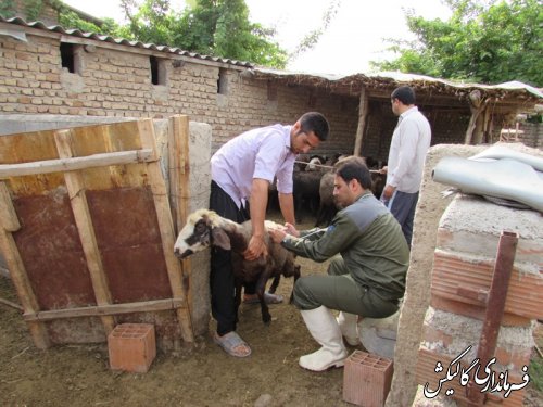 واکسیناسیون دام های روستای ینقاق در مقابل بیماری بروسلوز ( تب مالت)