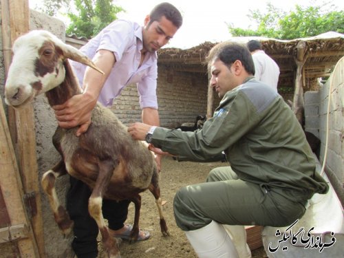 واکسیناسیون دام های روستای ینقاق در مقابل بیماری بروسلوز ( تب مالت)