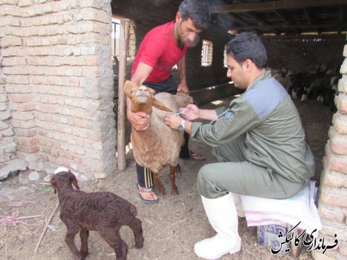 واکسیناسیون دام های روستای ینقاق در مقابل بیماری بروسلوز ( تب مالت)